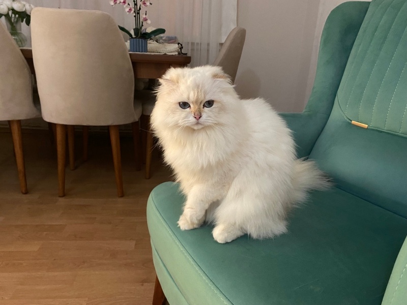 British Longhair, Kedi  Peri fotoğrafı