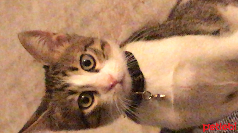 Tekir Kedi, Kedi  Yattara fotoğrafı