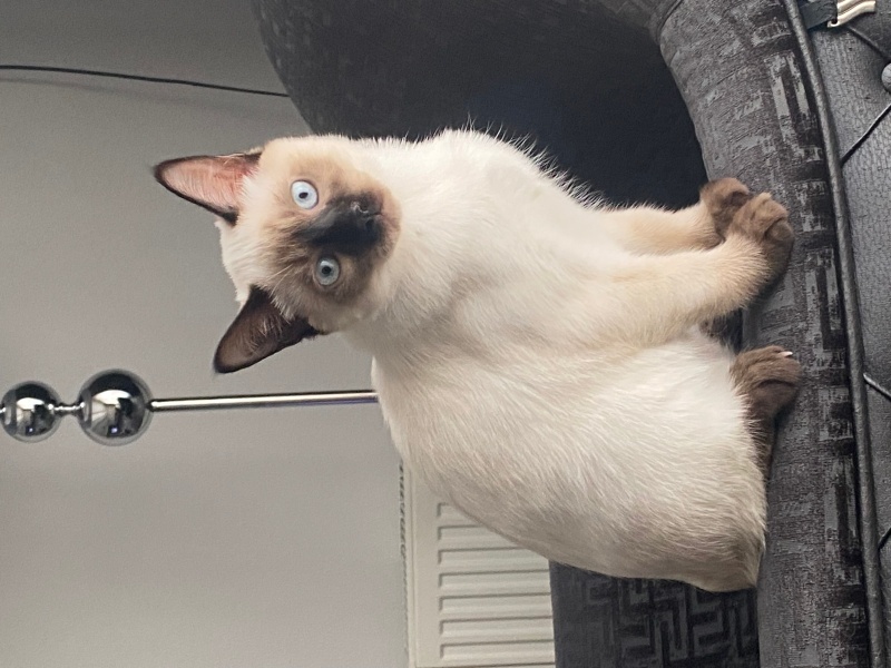 Siyam Kedisi, Kedi  Henüz isim koymadık fotoğrafı