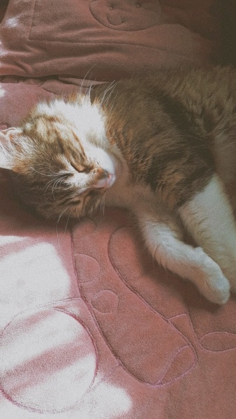 Tekir Kedi, Kedi  Kontes fotoğrafı