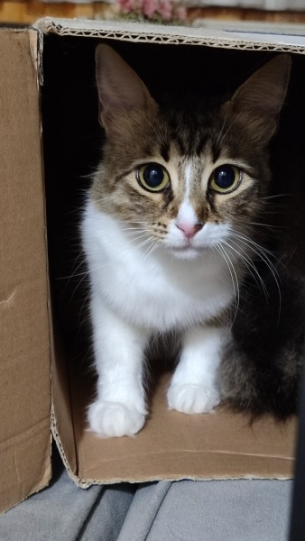 Tekir Kedi, Kedi  Kontes fotoğrafı