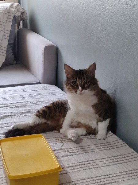 Tekir Kedi, Kedi  Kontes fotoğrafı