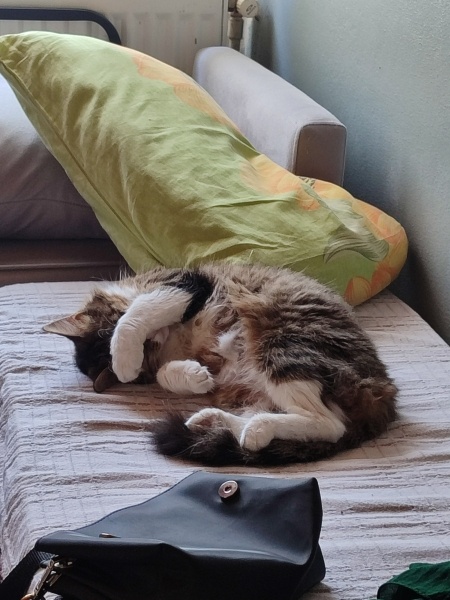 Tekir Kedi, Kedi  Kontes fotoğrafı