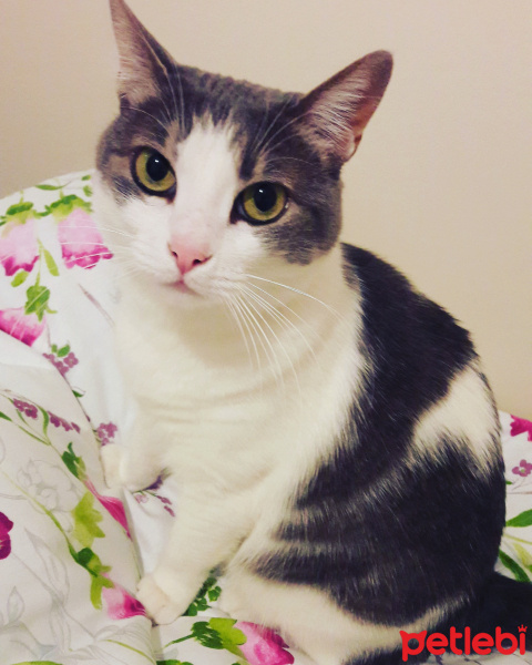 Tekir Kedi, Kedi  PAKİZE fotoğrafı