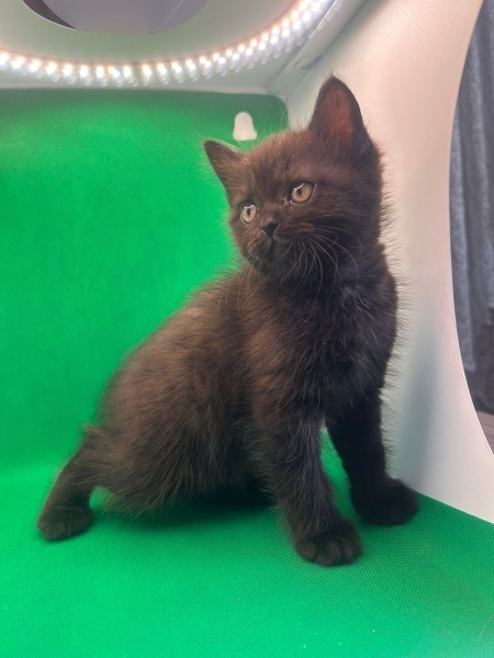 British Shorthair, Kedi  ren fotoğrafı