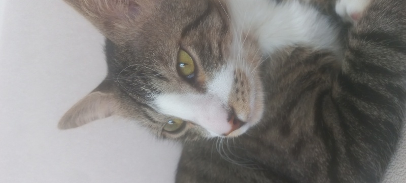 Tekir Kedi, Kedi  Teo fotoğrafı