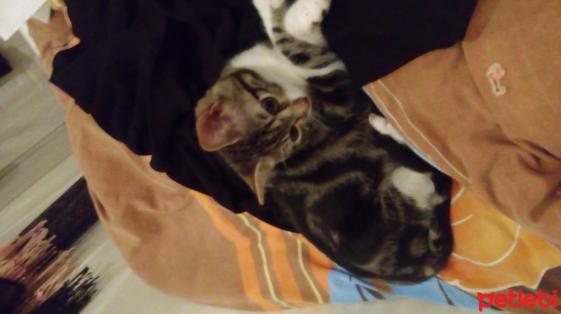 Tekir Kedi, Kedi  mırmır fotoğrafı