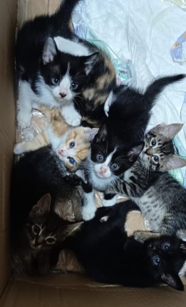 Tekir Kedi, Kedi  Anne ev kedisi ve 3erkek yavru fotoğrafı
