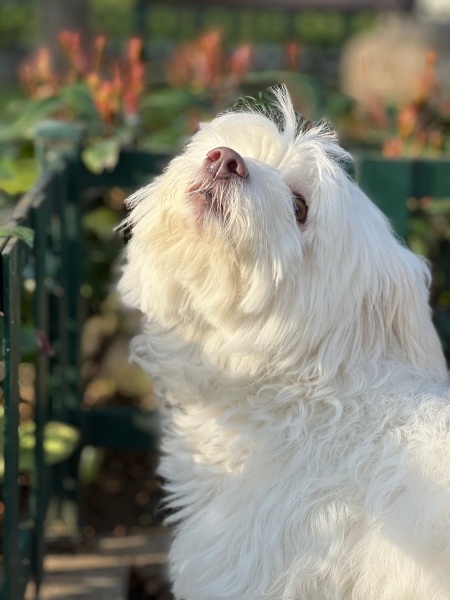 Bichon Frise, Köpek  Fıstık fotoğrafı