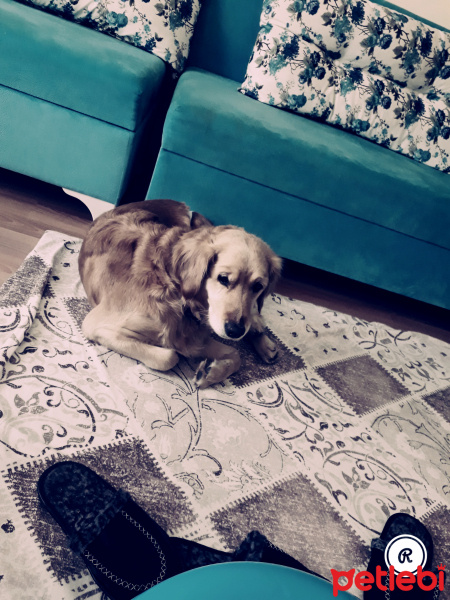 Golden Retriever, Köpek  Badem fotoğrafı