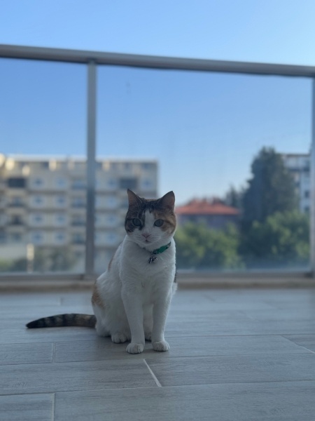 Tekir Kedi, Kedi  Fıstıksu fotoğrafı