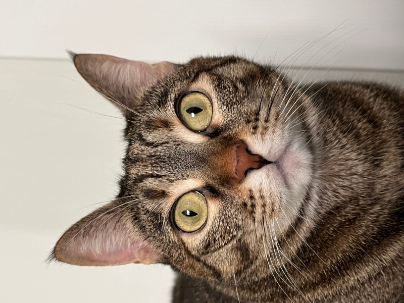 Tekir Kedi, Kedi  Venüs fotoğrafı