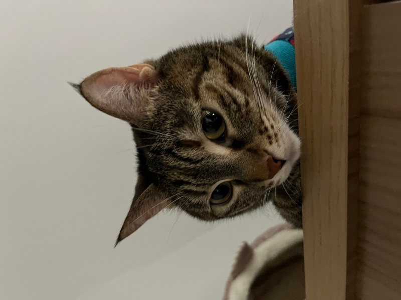 Tekir Kedi, Kedi  Venüs fotoğrafı