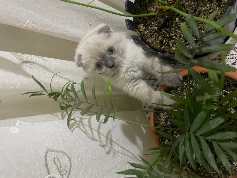 British Shorthair, Kedi  Çakıl fotoğrafı