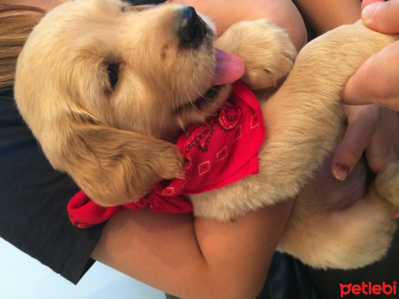 Golden Retriever, Köpek  Cesur fotoğrafı