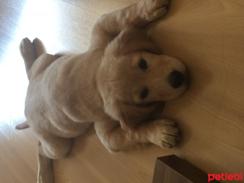 Golden Retriever, Köpek  Cesur fotoğrafı