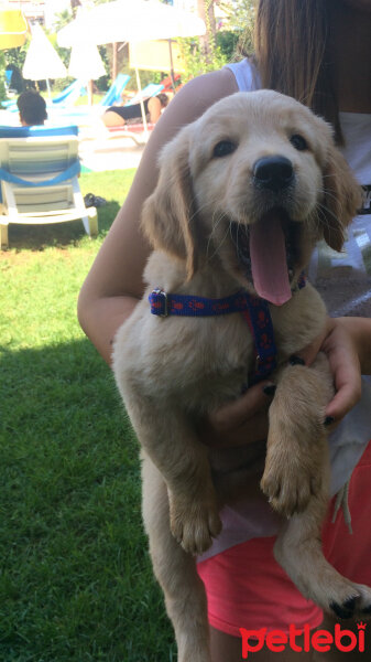 Golden Retriever, Köpek  Cesur fotoğrafı