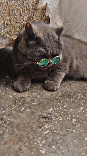British Longhair, Kedi  Ales fotoğrafı