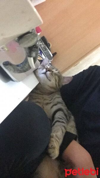 Tekir Kedi, Kedi  Hector fotoğrafı