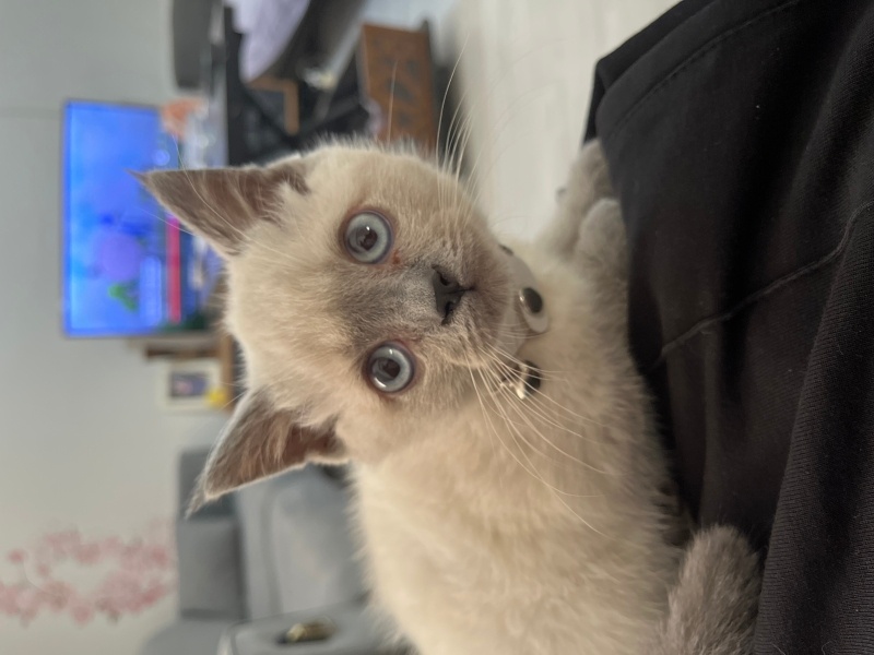 British Shorthair, Kedi  Blue Point fotoğrafı