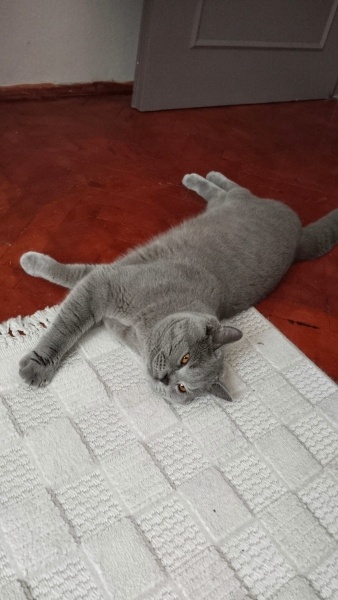 Scottish Fold, Kedi  Leo fotoğrafı