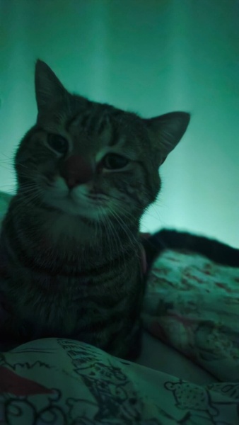 Tekir Kedi, Kedi  Dexter fotoğrafı