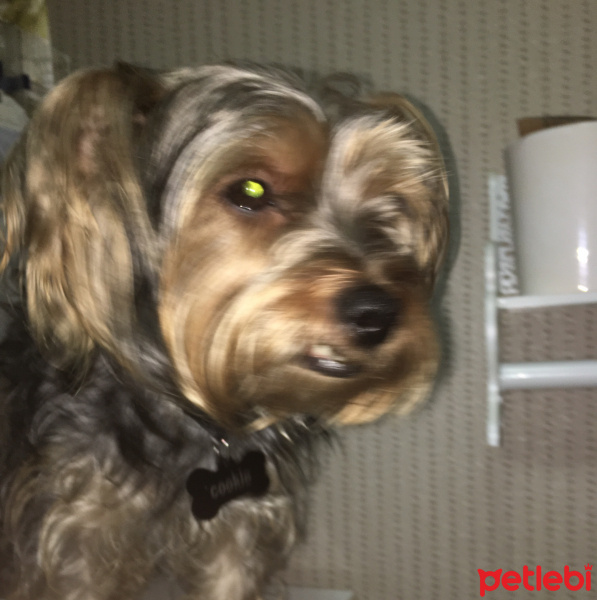 Yorkshire Terrier, Köpek  Cookie fotoğrafı