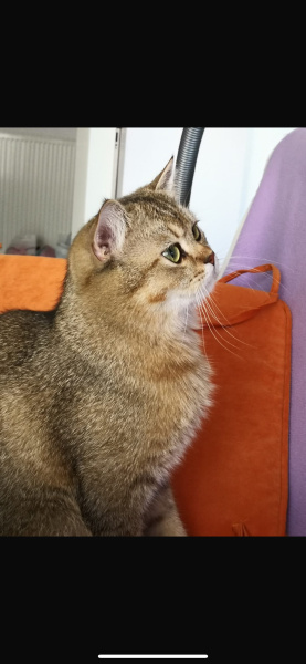 British Shorthair, Kedi  Çakır fotoğrafı