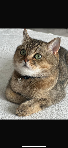 British Shorthair, Kedi  Çakır fotoğrafı
