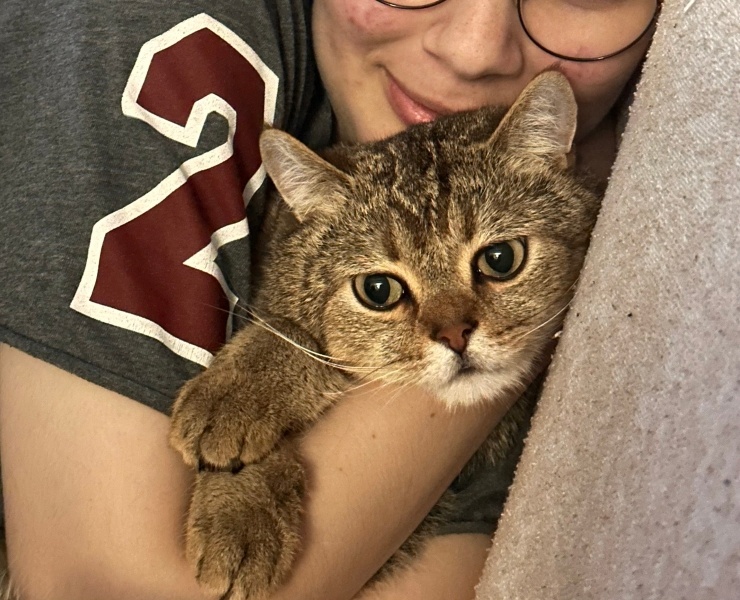 British Shorthair, Kedi  Çakır fotoğrafı