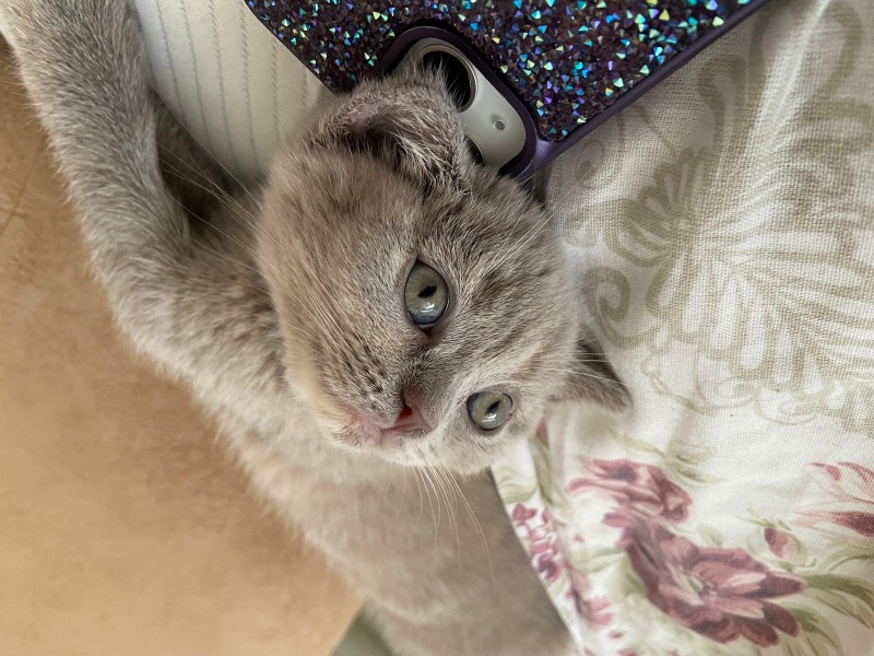 British Shorthair, Kedi  Parla fotoğrafı
