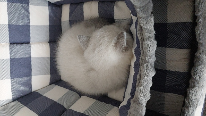 British Shorthair, Kedi  Duman fotoğrafı
