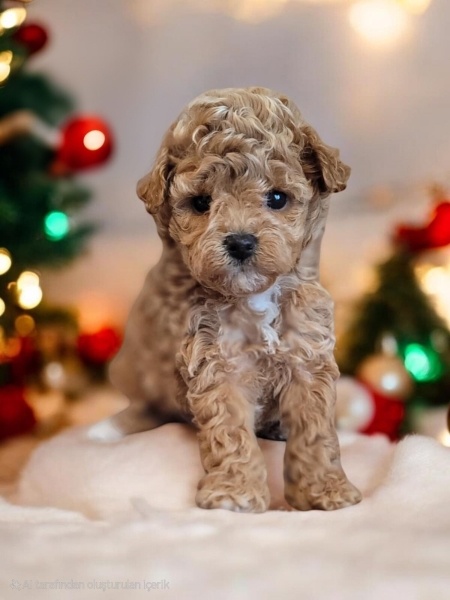 Poodle(Standart Kaniş), Köpek  Lady fotoğrafı