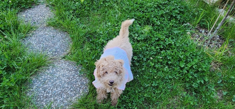 Poodle(Standart Kaniş), Köpek  Lady fotoğrafı