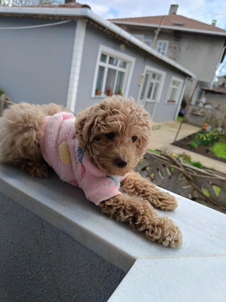 Poodle(Standart Kaniş), Köpek  Lady fotoğrafı