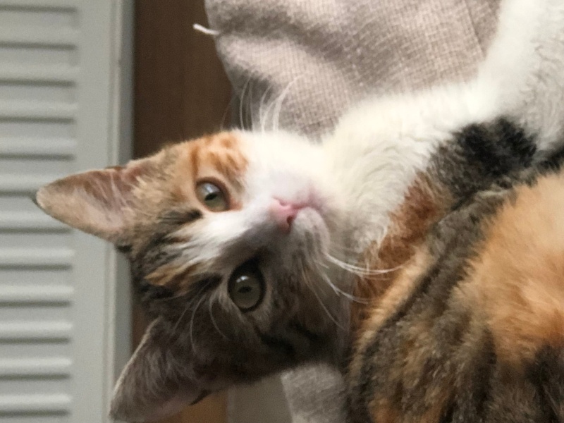Tekir Kedi, Kedi  minnos fotoğrafı