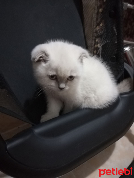 Scottish Fold, Kedi  Minnoş fotoğrafı