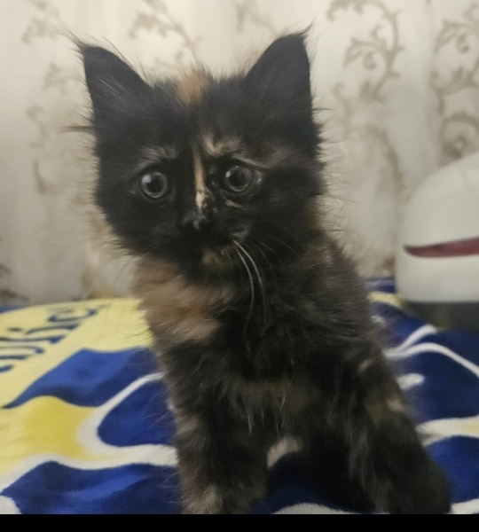 Tekir Kedi, Kedi  Tofy fotoğrafı