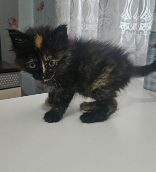 Tekir Kedi, Kedi  Tofy fotoğrafı