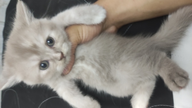 British Shorthair, Kedi  British fotoğrafı