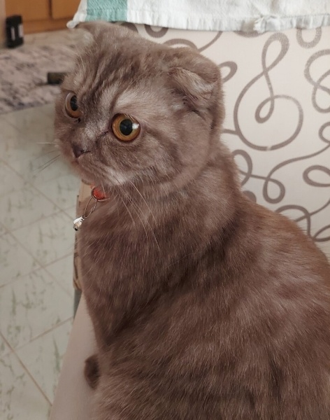 Scottish Fold, Kedi  Minnoş fotoğrafı
