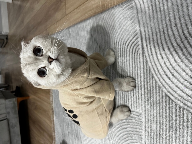 Scottish Fold, Kedi  Bulut fotoğrafı