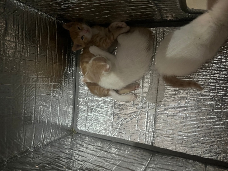 Tekir Kedi, Kedi  Üçüzler fotoğrafı