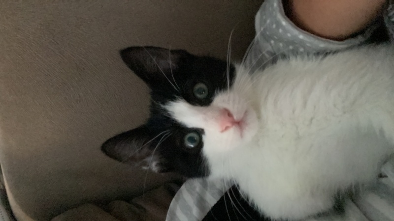 Tekir Kedi, Kedi  Merlin fotoğrafı