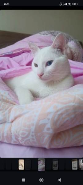 Van Kedisi, Kedi  Pamuk Reis fotoğrafı