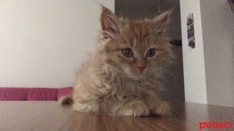 Tekir Kedi, Kedi  Dipsy fotoğrafı