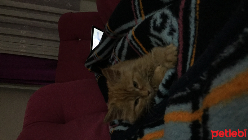 Tekir Kedi, Kedi  Dipsy fotoğrafı