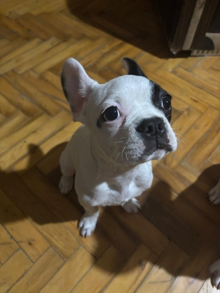 Fransız Bulldog, Köpek  Mars fotoğrafı