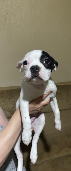 Fransız Bulldog, Köpek  Mars fotoğrafı
