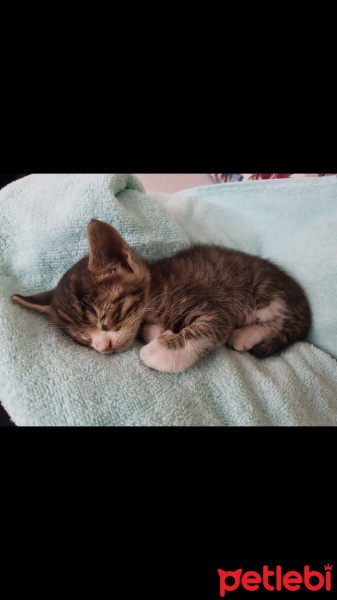 Tekir Kedi, Kedi  Şans fotoğrafı